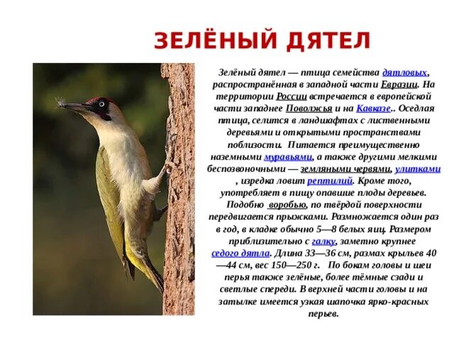 Редкие виды животных зеленый дятел проект Зеленоголовый дятел 76 фото
