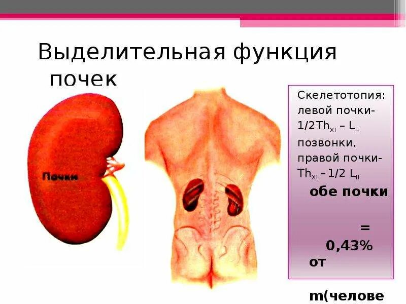 Выделительную функцию выполняют ответ. Почки и их функции. Выделительная функция почек. Почки у человека одинаковые по размеру. Размер человеческой почки.