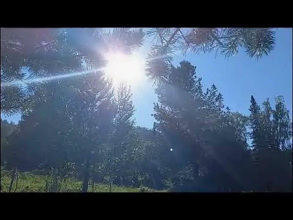 Такой лес что солнце и не сразу