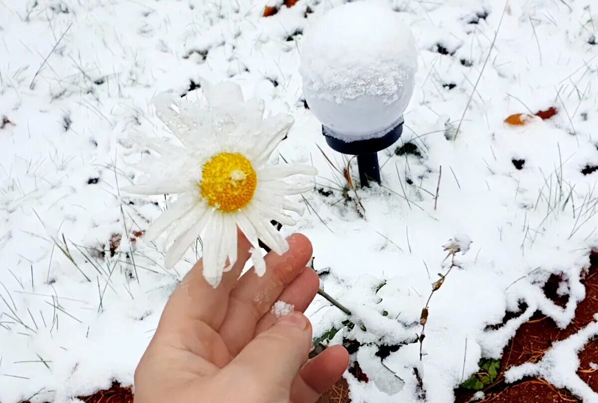 На улице снег на душе. Ромашки в снегу. Ромашки зимой. Ромашки под снегом. Красивая Ромашка в снегу.