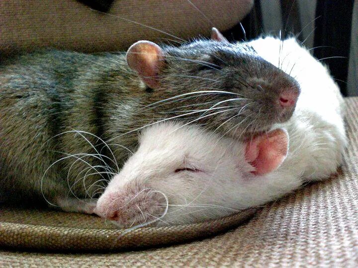 Жир мыши. Крыса. Крысы домашние. Милая крыса. Серая крыса домашняя.
