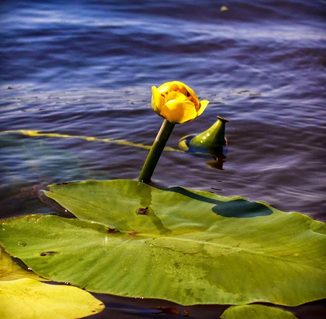 Кубышка жёлтая. Кубышка (Nuphar). Nuphar pumila. Кубышка желтая (Nuphar lutea). Кубышка условия