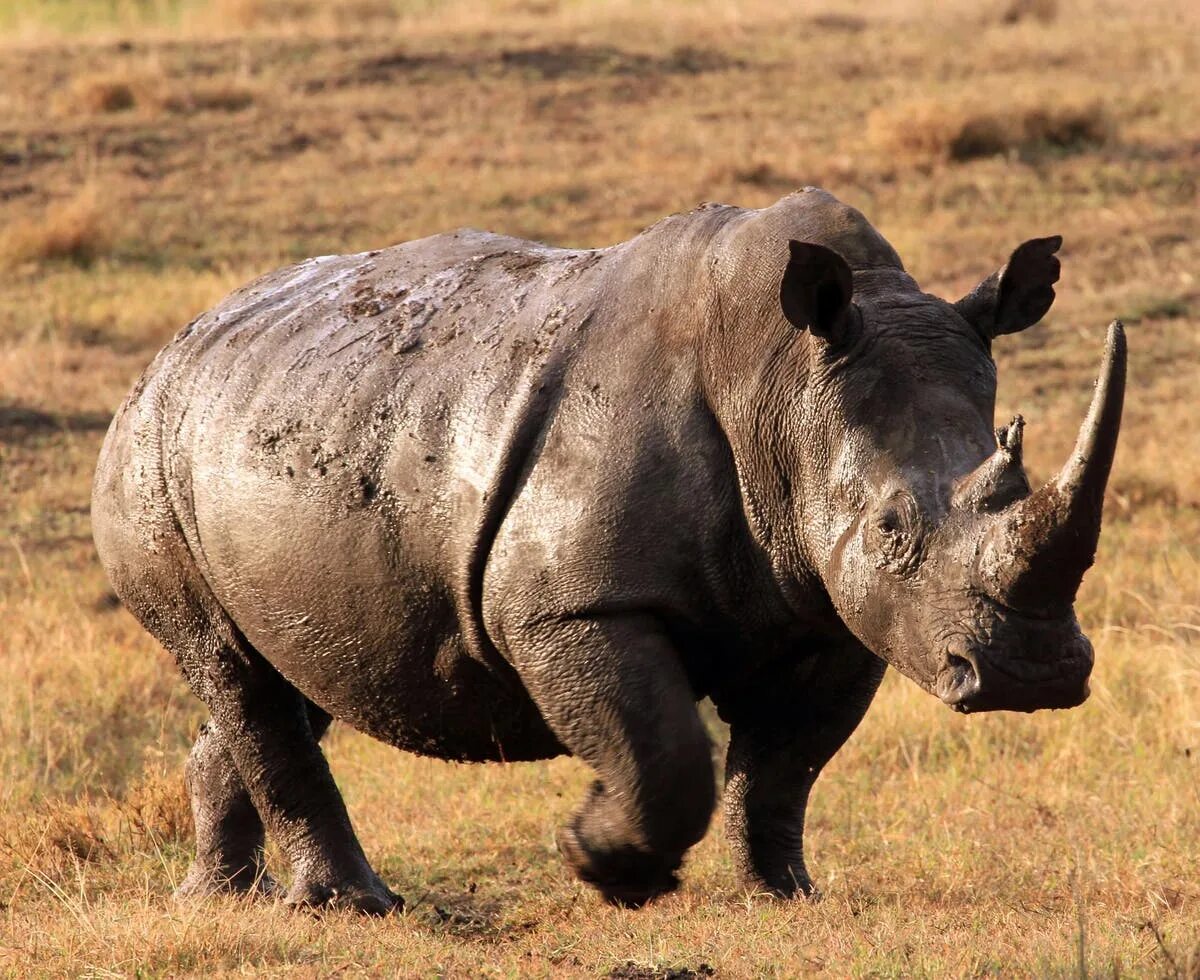 Rhino release: European parks bring animals to Rwanda - Globel News Rhino, Anima