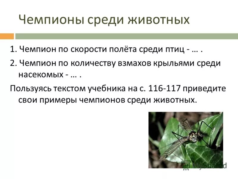 Рост бамбука. Слова среди деревьев. Дерево чемпион сибири по скорости роста. Кто чемпион по скорости роста среди деревьев. Рост бамбука.