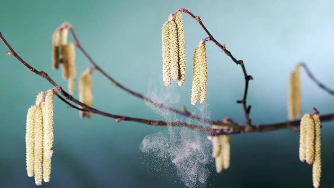 пыльца тополя. цветение ветроопыляемых растений. пыльца тополя. пыльца березы повислой. ольха ветроопыляемое растение.