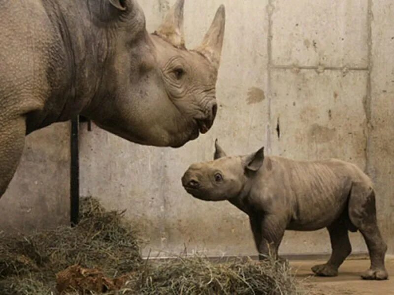 Сколько носорогов родилось в 2002 году. Суматранский носорог детеныш. Самка носорога. Носорог с теленком. Носорог в зоопарке.