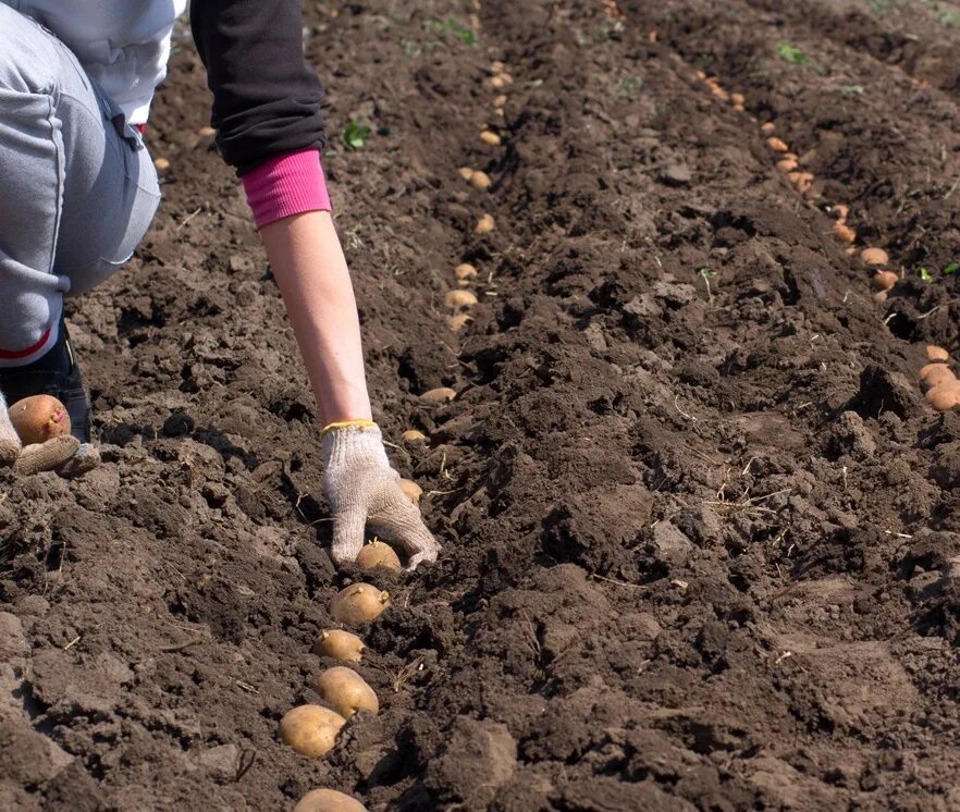 Посадка картофеля. Посев картошки. Сажать картошку. Посадка картошки. Когда можно сажать картошку в 2024 году