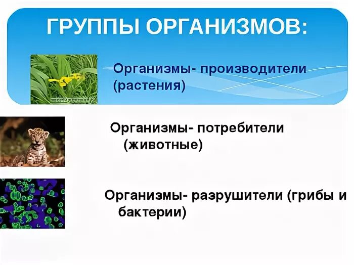 Организмы производители 3. Группы организмов. Три группы организмов. Организмы производители и потребители. Название группы живых организмов.