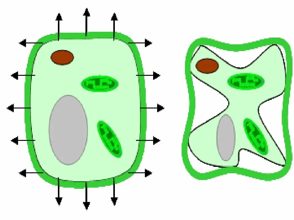 Растительные клетки зарисовать. Тургор и плазмолиз растительной клетки. Клетка растения. Поступление воды в растительную клетку. Тургор клетки растения.