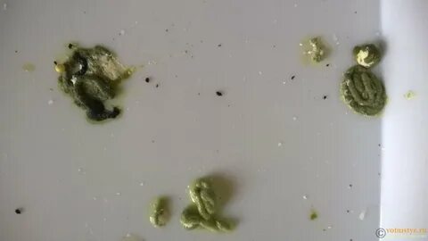 Какашки кореллы