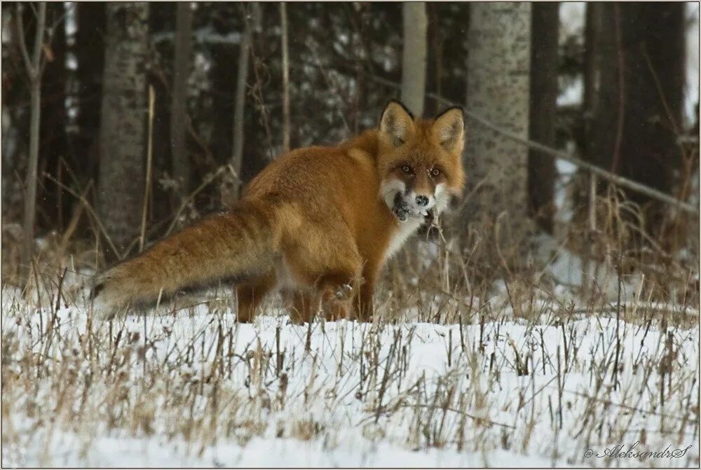 30 fox. Животные Сибири. Звери Сибири. Природа Сибири животные. Животные Западной Сибири.