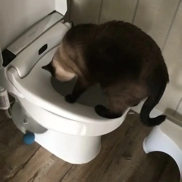 Песня сегодня какал. Кот на унитазе. Кот в туалете.