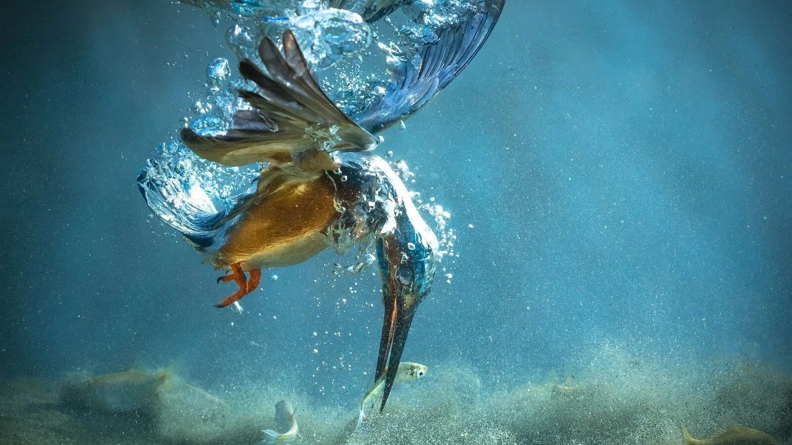 Подводные птицы. Рыбы под водой. Птица которая плавает под водой. Ныряющие птицы. Рыбы в чистой воде сонник