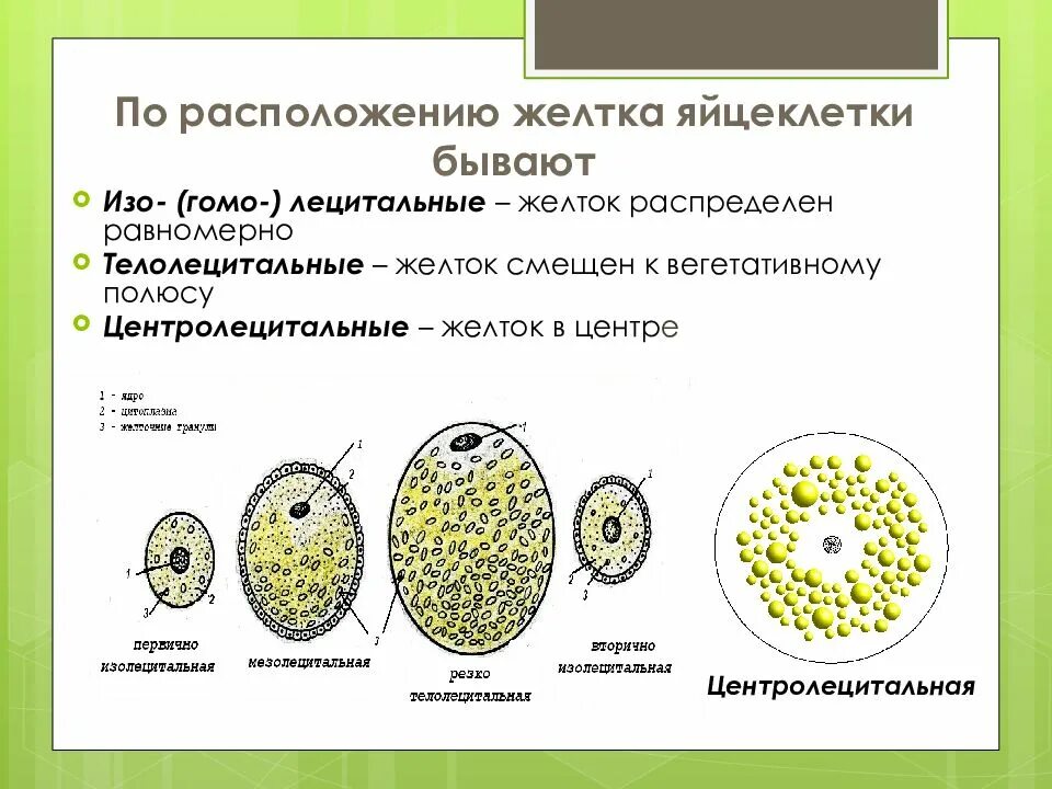 Размер яйцеклетки рыбы. Тип яйцеклетки человека по распределению желтка. Классификация яйцеклеток по расположению желтка. Классификация яйцеклеток по количеству желтка. Типы яйцеклеток телолецитальные.