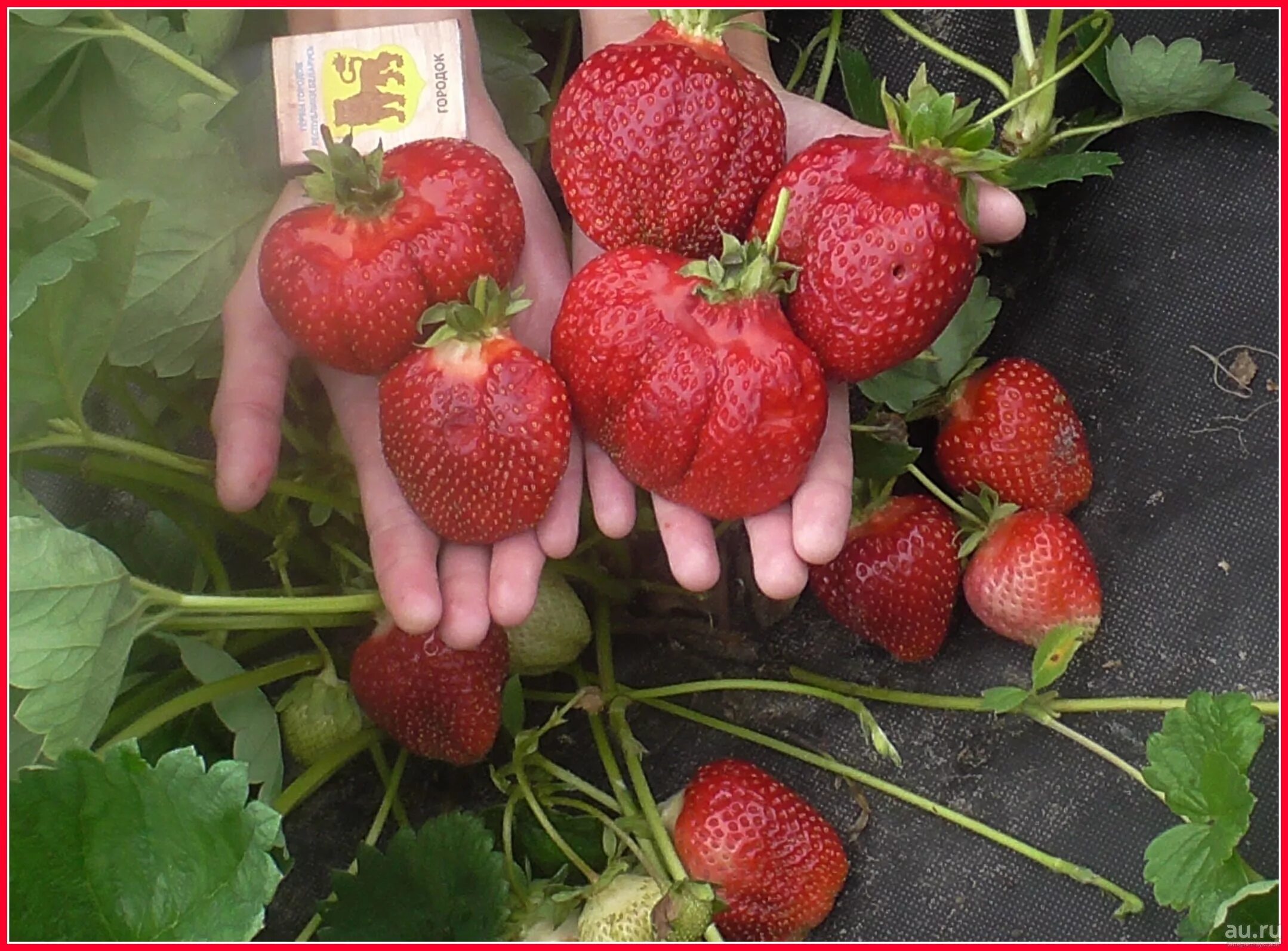фото земляники азия. земляника садовая азия asia.