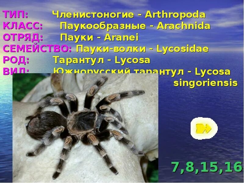 Членистоногие род вид отряд. Систематика паука птицееда. паукообразные отряд пауки. членистоногие паукообразные. класс паукообразные отряд пауки.