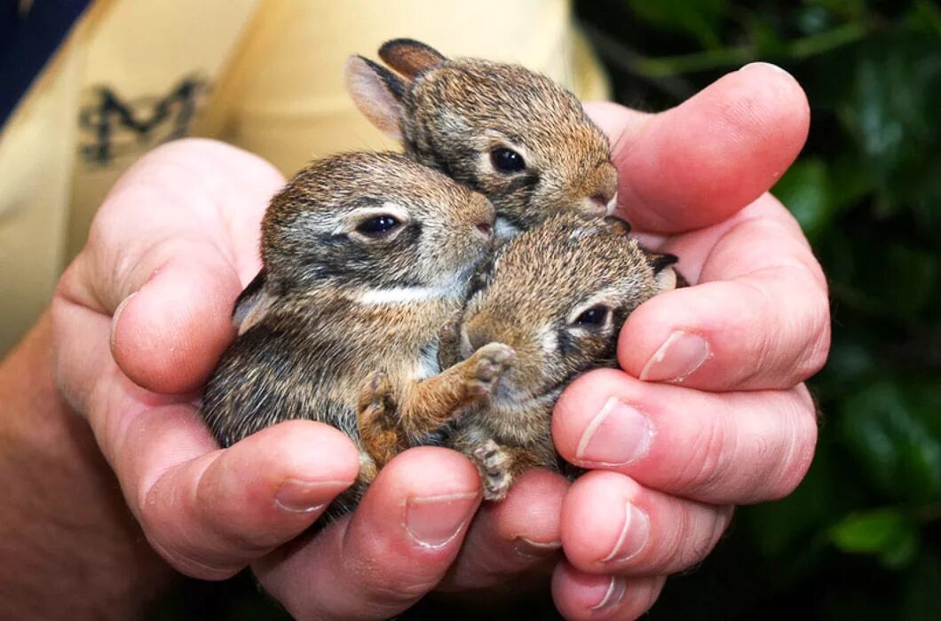 Pin by Andres Rey on Armiños Cute baby animals, Cute animals, Baby animals