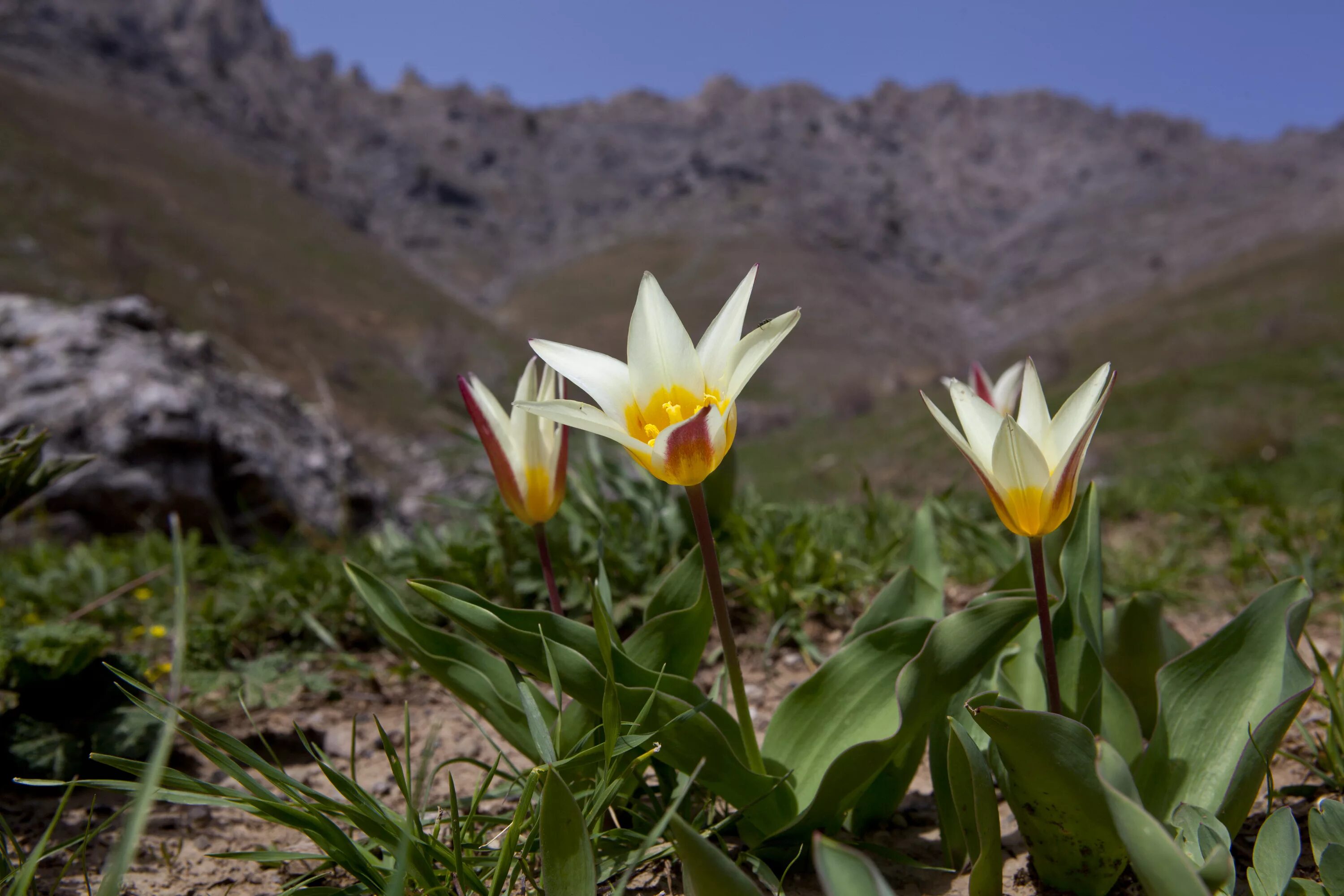 лотос вьетнам. қызыл кітапқа енген гүлдер 4 сынып. тюльпан разнолепестный. островский қызғалдағы. тюльпан грейга (tulipa greigii).