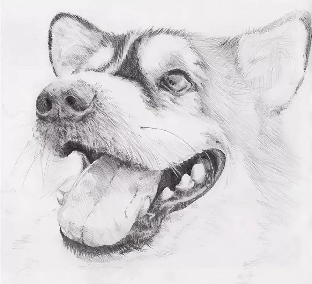 Собака рисунок карандашом. Собака рисунок карандашом. Щенок карандашом. Животные карандашом. Срисовывать животных.