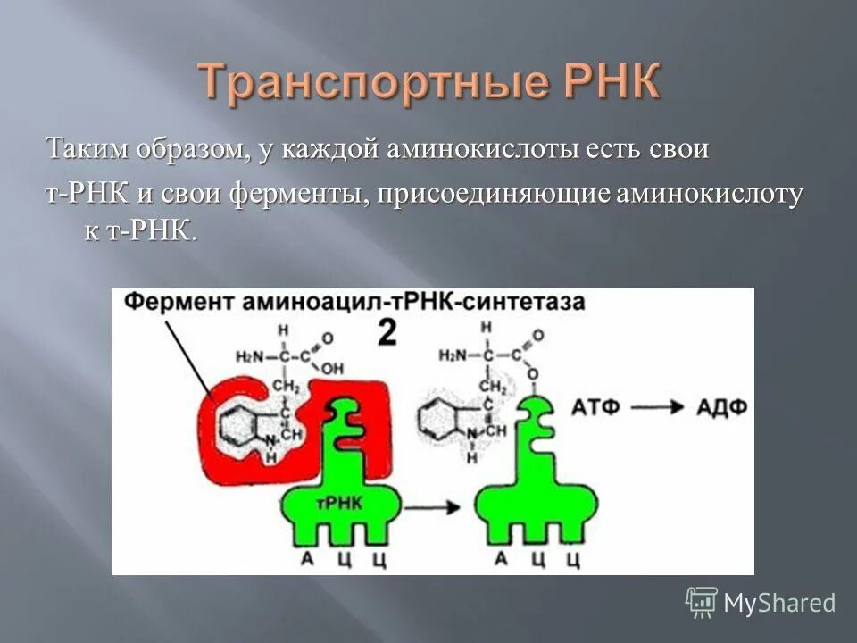 трнк с аминокислотой. какие аминокислоты в рнк. аминокислоты днк и рнк таблица. какие аминокислоты в рнк. активация аминоацил трнк.