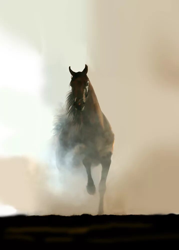 Лошадь в тумане. Лошади туман бегут. Черная лошадь в тумане. Красивые лошади в тумане.