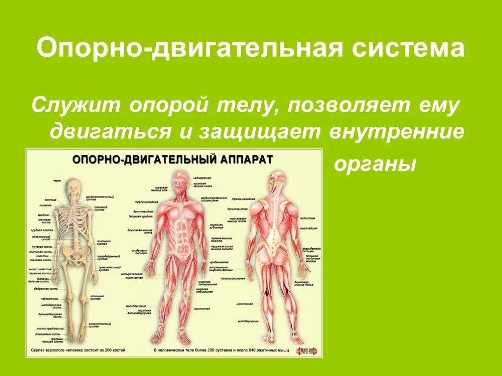 Организм человека. Опорно-двигательная система человека. Органы человека 4 класс окружающий мир. Органы опорно двигательной системы человека.