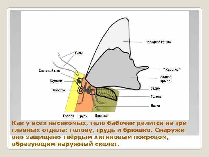 Чешуекрылые строение ротового аппарата. Чешуекрылые строение ротового аппарата