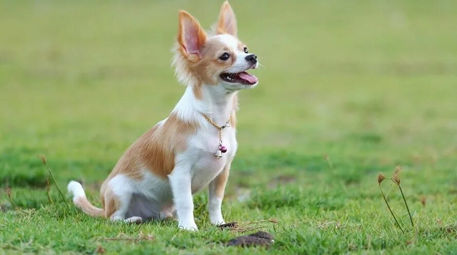 Маленькие собачки которые ходят на пеленку. Чихуахуа в стойке. Рассказ о породе чихуахуа. Дрессированный чихуахуа. Дрессировка чихуахуа.
