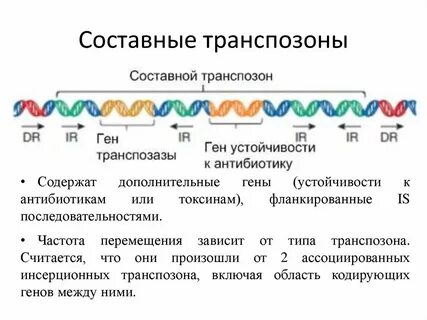 Дополнительные гены