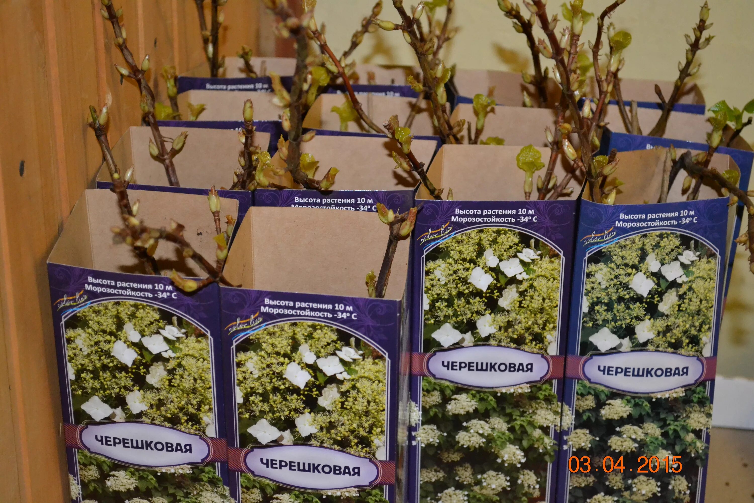 Посадочный материал цветов интернет магазин. Посадочный материал цветов интернет магазин. Саженцы цветов интернет магазин с доставкой. Сады россии личный кабинет. Саженцы роз.