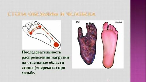 Стопа человека и шимпанзе
