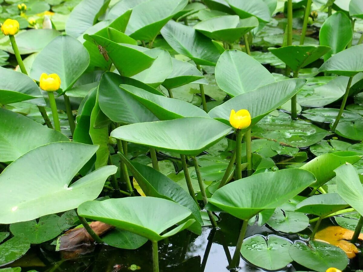 Кубышка (Nuphar). Кубышка японская Nuphar japonica. Кубышка жёлтая. Кубышка желтая (Nuphar lutea). Кубышка номер