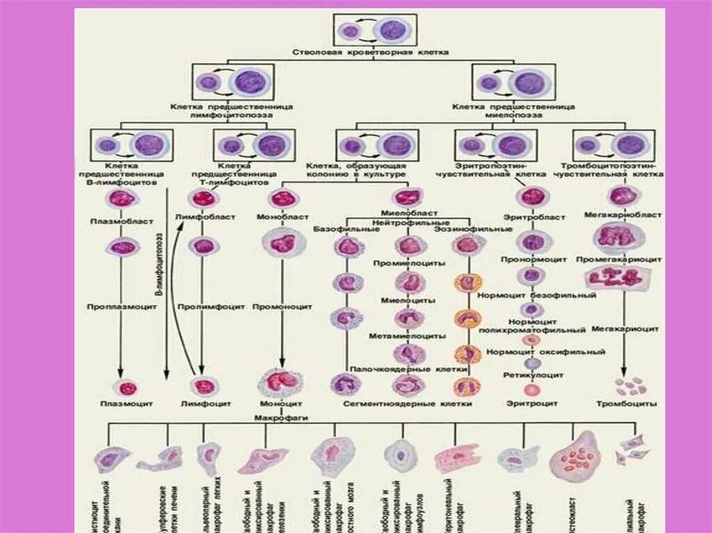 Аномалии клеток крови. Гемопоэтические клетки. Названия классов гемопоэтических клеток. Клетки крови по классам. Опухоль клеток крови