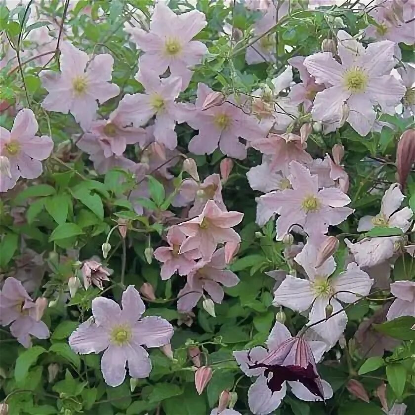 Морозостойкость клематиса