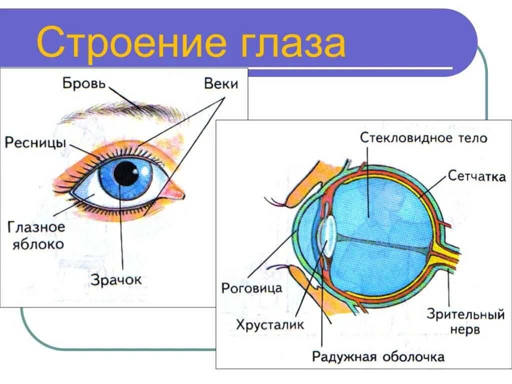 Особенности строения органа зрения. Строение глаза человека схема. Строение глаза вид спереди. Строение глаза сбоку. Строение глаза рисунок спереди с описанием.