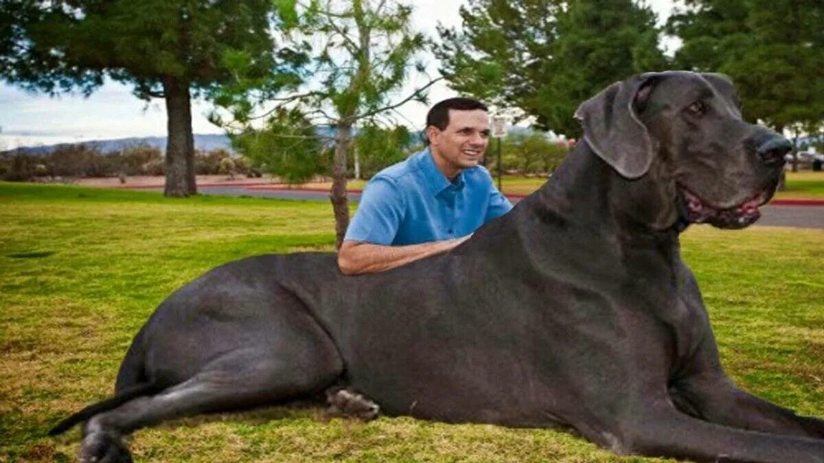 Какая порода самая. Немецкий дог Джордж. Самые большие собаки на планете. Самых больших собак в мире. Самая большая собака в мире.