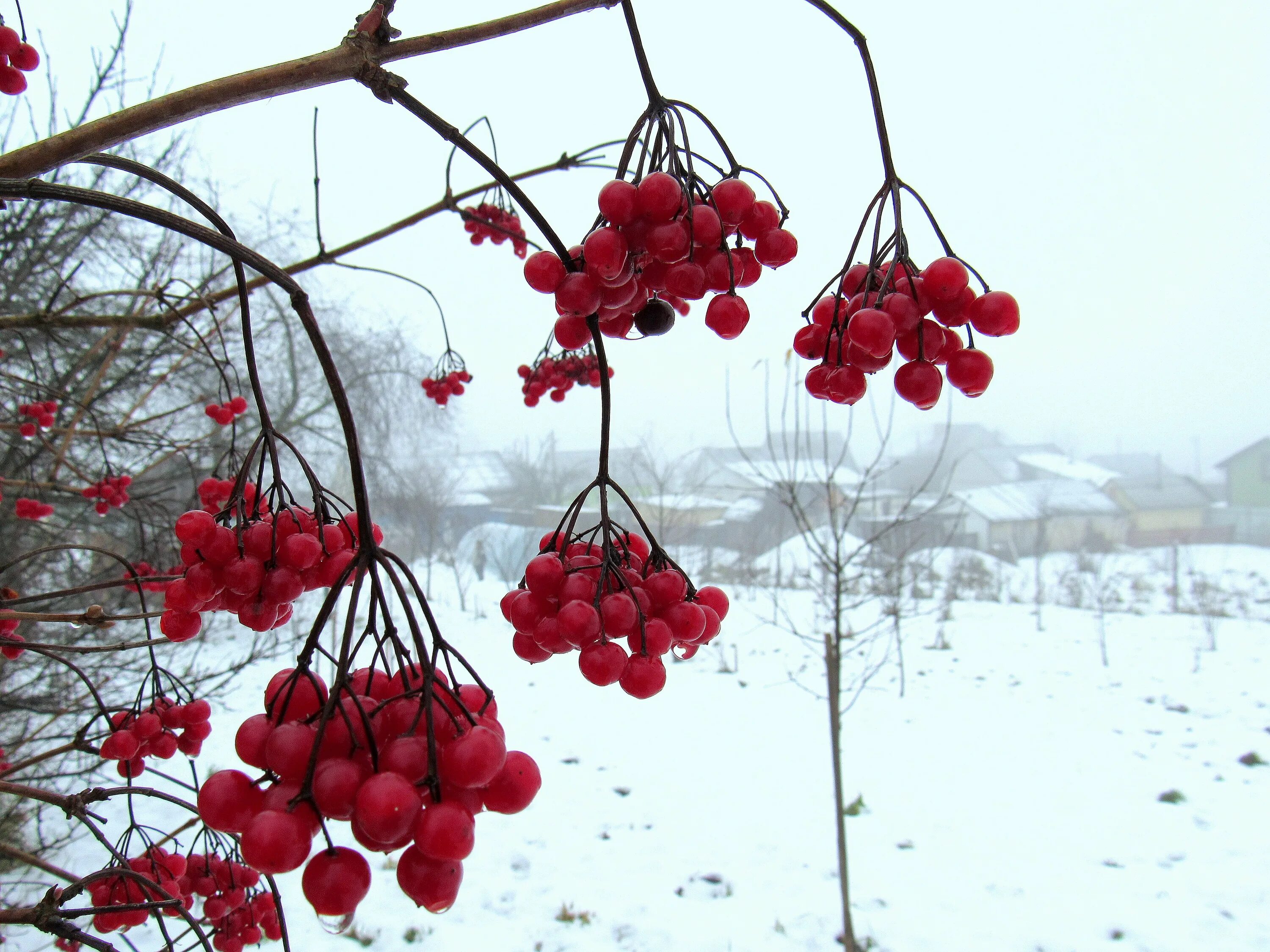 природа забайкальского края чита зима.
