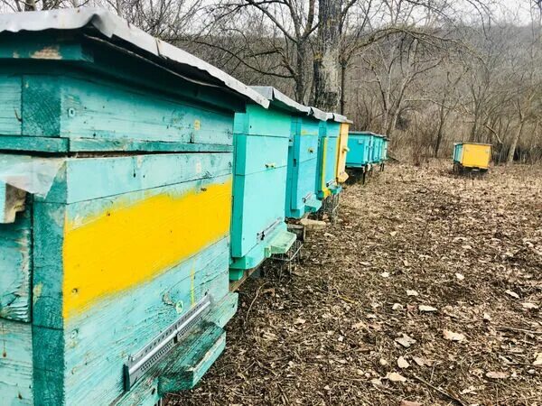 Авито пчелы башкирия