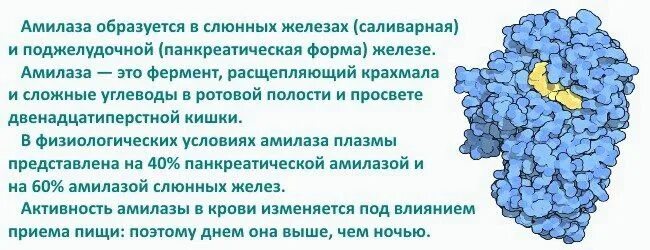 Диастаза мочи норма у взрослых. Альфа амилаза фермент. Амилоза. Амилаза в моче. Амилаза крови и мочи.