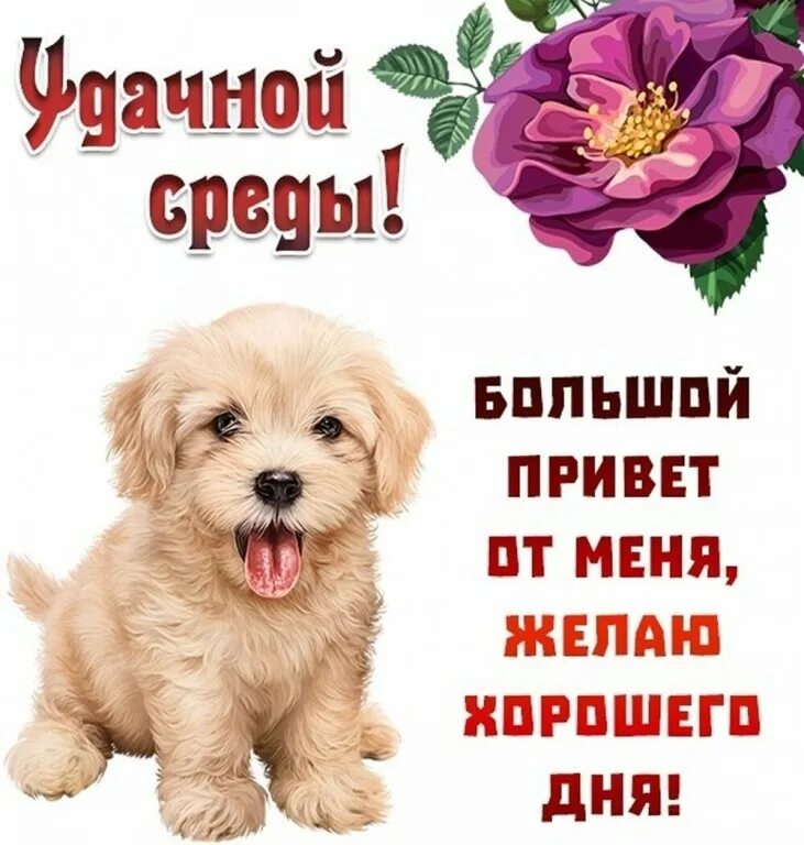 Со средой доброе утро хорошего. Доброго дня среды. поздравление со средой. открытки со средой. открытки с добрым утром среды.