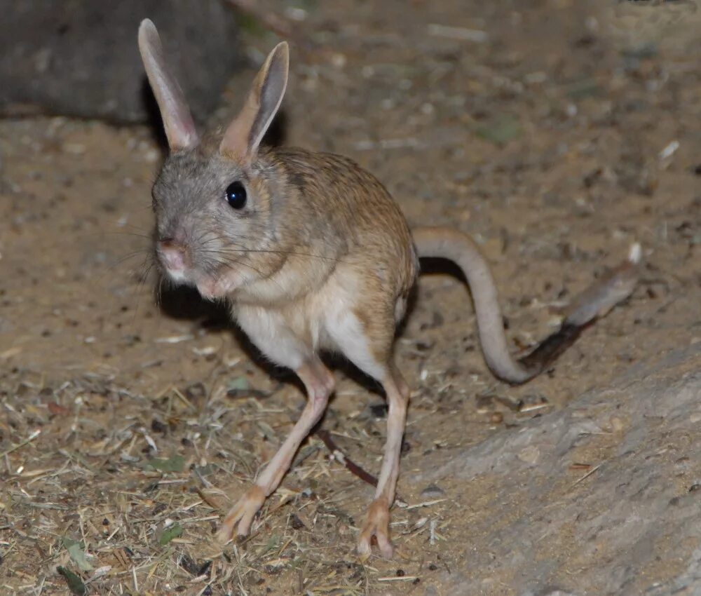 Котик на двух лапах. Мексиканская амфисбена. Милые ежики. Гибрид кенгуру. Странные животные.