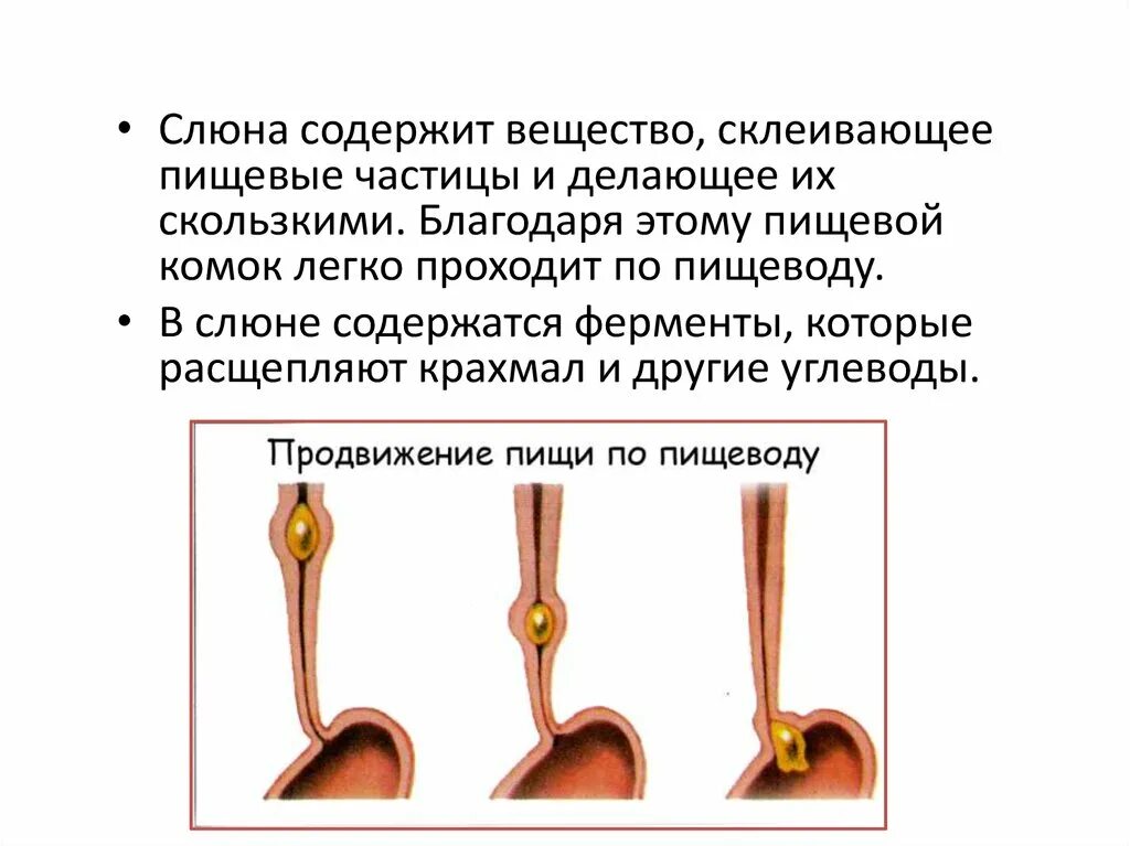 Склеивание пищевого комка