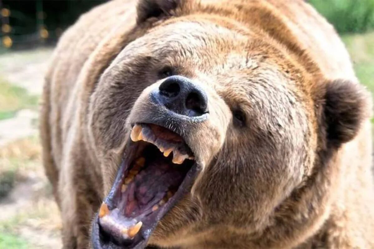 К чему снится медведь который нападает