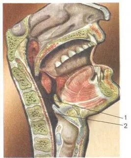 Франция мен Италиядағы үштік