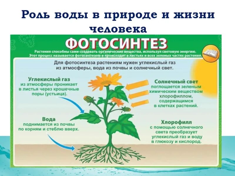 Человек получает от растений. Фотосинтез растений. Процесс фотосинтеза у растений. Питательные вещества для растений. Процесс фотосинтеза у растений схема.