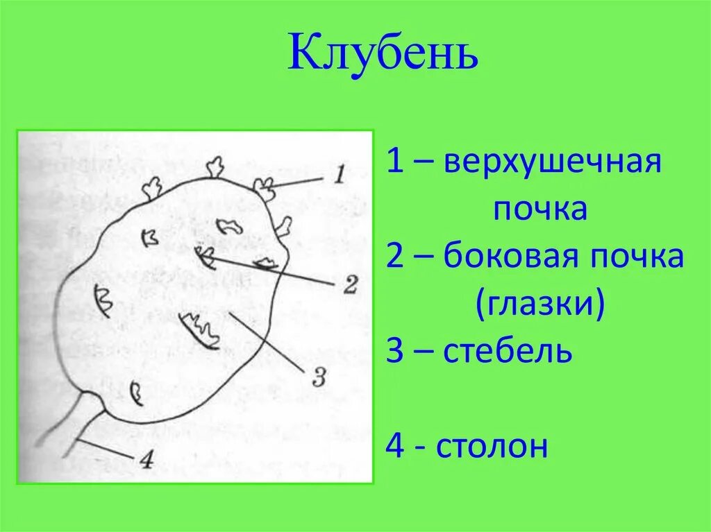 Почки в глазках картофеля. Верхушечная почка клубня. Внешнее строение клубня картофеля глазки. Строение клубня картофеля. Внешнее строение клубня картофеля.