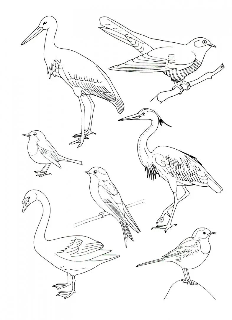 Перелетные птицы картинки для детей распечатать
