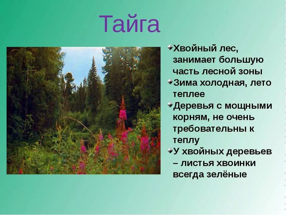 леса сообщение 4 класс. презентация на тему жизнь леса. рассказать о зоне лесов. жизнь леса презентация. леса сообщение 4 класс.