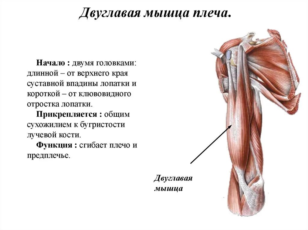 К чему крепится бицепс. Двуглавая мышца плеча анатомия. Двуглавая мышца плеча анатомия крепление. Длинная головка двуглавой мышцы плеча. Строение двуглавой мышцы плеча.