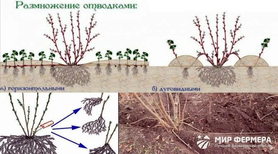 Как размножить иргу